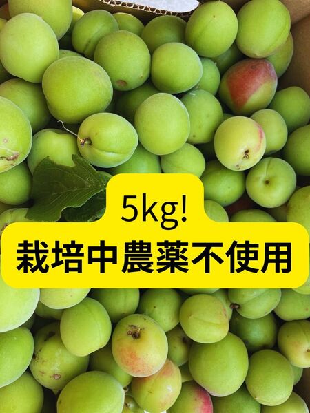 【たっぷり5kg以上】栽培中農薬不使用・梅干しや梅酒に◎南高梅?白加賀梅?
