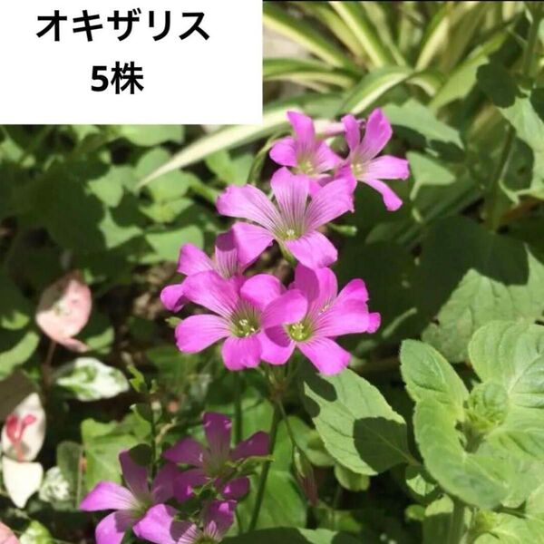 オキザリス抜き苗5株