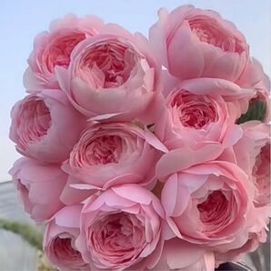 クイ○○○ バラ苗 希少 切り花品種 薔薇 イングリッシュ大きめ メルカリ便D6