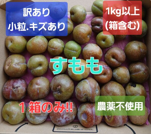 鹿児島県産 訳あり 1箱限り!!16時までの出品!! 加工用 すもも(いぐり) 農薬不使用 1kg以上(箱含む)