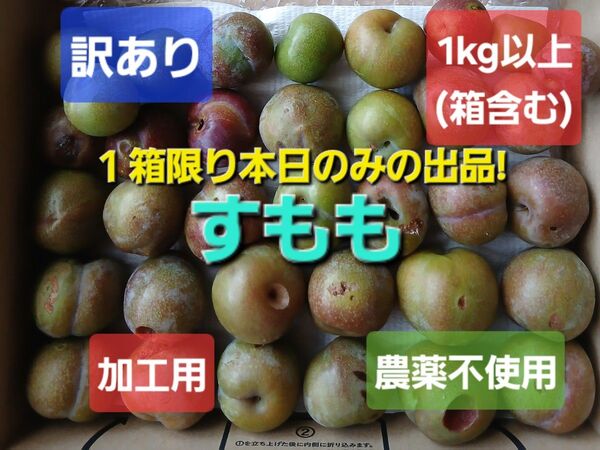 鹿児島県産 訳あり 加工用 すもも(いぐり) 農薬不使用 1kg以上(箱含む)