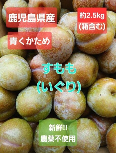 鹿児島県産 すもも(いぐり) 農薬不使用 2.5kg以上(箱含む) プラム