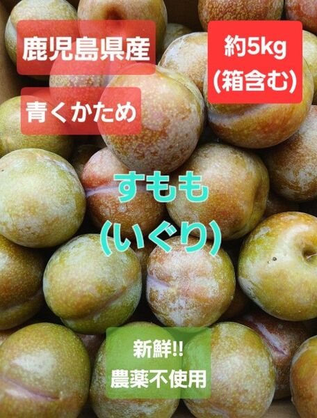 鹿児島県産 すもも(いぐり) 農薬不使用 5kg以上(箱含む) プラム