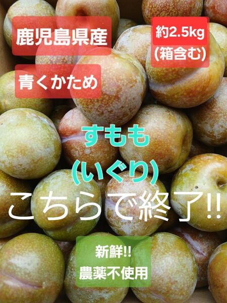 鹿児島県産 すもも(いぐり) 最後の1箱!! 農薬不使用 2.5kg以上(箱含む) プラム