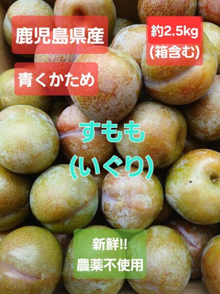 鹿児島県産 すもも(いぐり) 最後の1箱!! 農薬不使用 2.5kg以上(箱含む) プラム
