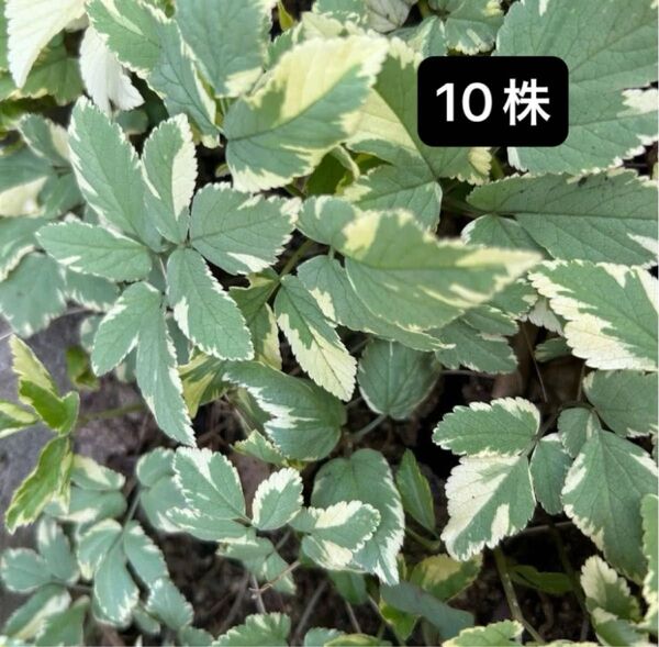 エゴポジウム 10株