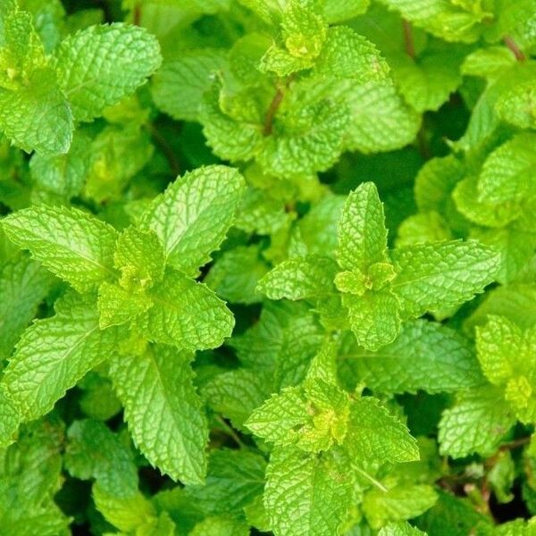 無農薬スペアミントの挿し木6本【自然栽培】① ハーブ