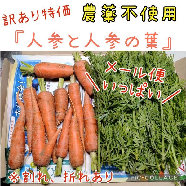 人参 人参の葉 農薬不使用 詰め合わせ セット