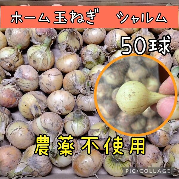 ホーム玉ねぎ シャルム 50球 種球 農薬不使用 セット球