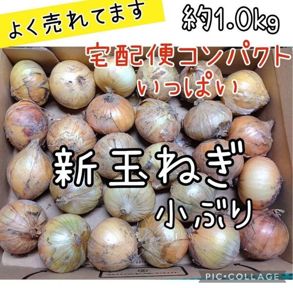 訳あり 野菜セット 新玉ねぎ コンパクト
