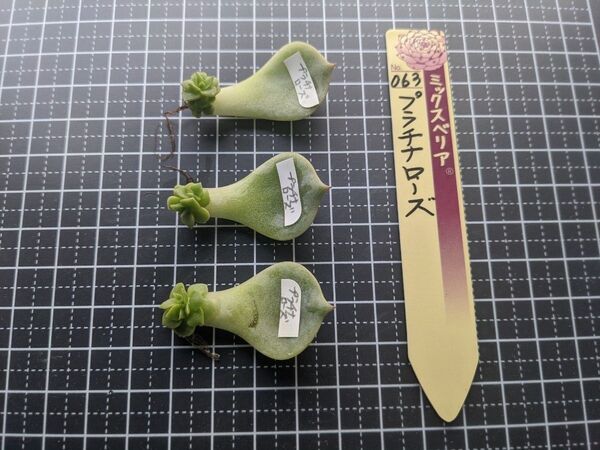 ミックスベリア プラチナローズ 葉挿し☆限定☆