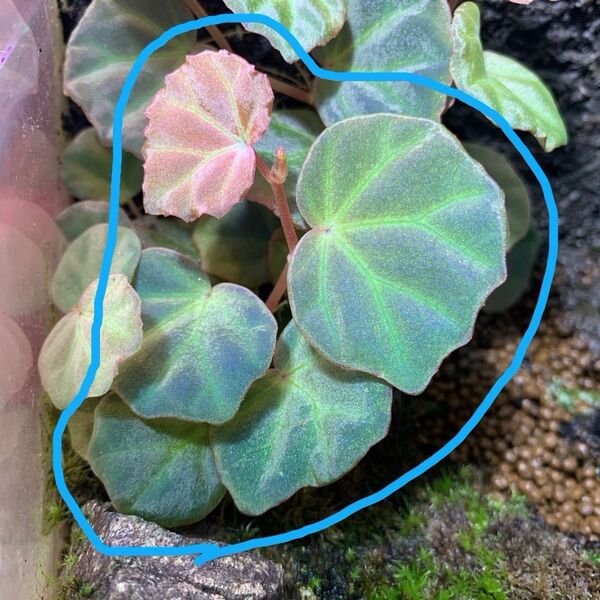 ベゴニア サラワク Begonia sp.Sarawak セラギネラsp
