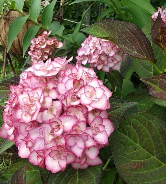 挿し穂 3本 赤覆輪紫陽花