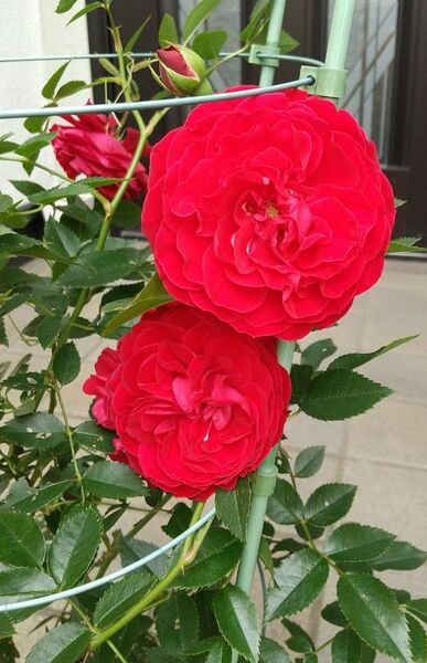 薔薇赤 蕾付き抜き苗1株 強健 四季咲き