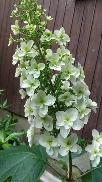 挿し穂4本 柏葉アジサイ 八重咲き