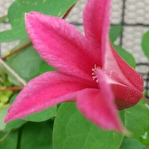 クレマチス 挿し穂5本