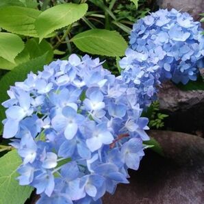 ブルー 紫陽花 挿し穂4本