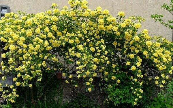 モッコウバラ 挿し穂7本(根無し)