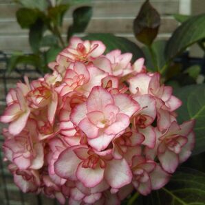 挿し穂 3本 赤覆輪紫陽花
