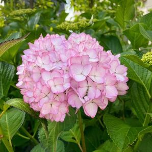 挿し穂3本 アジサイ 紫陽花