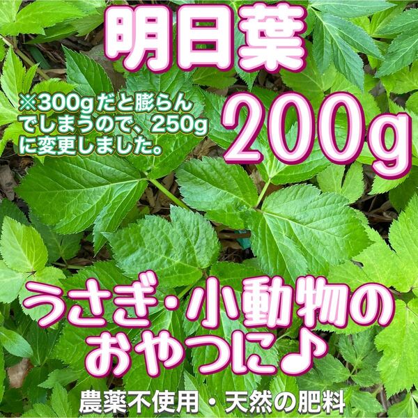 天然 明日葉200g〜220gビワの葉5枚プレゼントうさぎや小動物のおやつに♪
