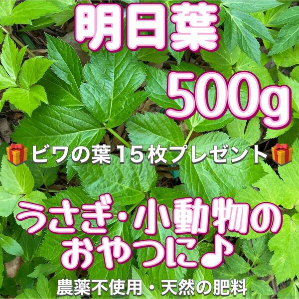 天然 明日葉 500g ビワの葉プレゼント♪うさぎや小動物のおやつに♪期間限定!!