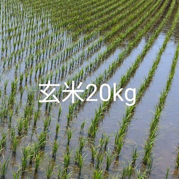 玄米20キロ 6年岩手県産ひとめぼれ