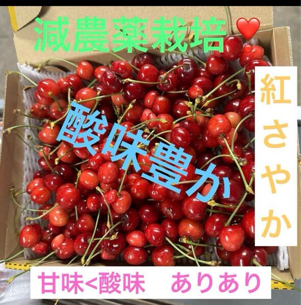 減農薬栽培山形県東根市産さくらんぼ甘いだけじゃない酸味甘味絶妙紅さやか1k訳あり