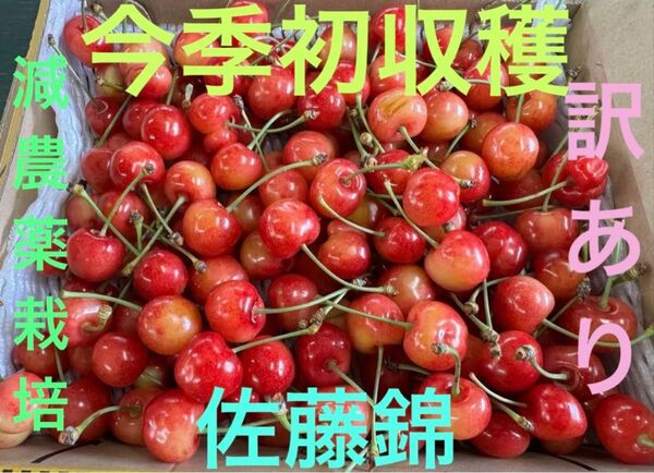 減農薬栽培山形県東根市産 さくらんぼと言えば佐藤錦 1キロ 訳あり甘さ抜群!