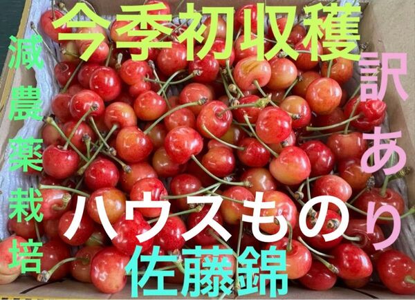 減農薬栽培山形県東根市産さくらんぼと言えば佐藤錦1kハウス物で更に訳あり甘さ抜群