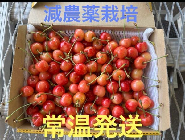 山形県東根市産 減農薬栽培 さくらんぼ 1キロ 双子などの訳あり常温発送