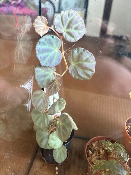 Begonia sp.Sarawak ベゴニアsp.サラワク