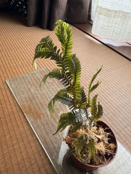 ②Selaginella sp. TYPE BLACK セラギネラ sp.タイプブラック
