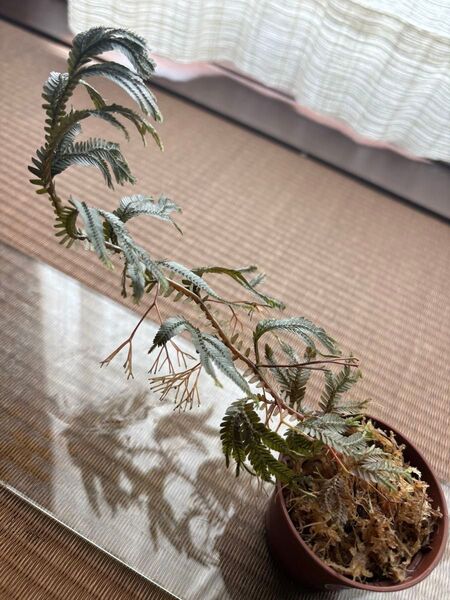 ③Selaginella sp. TYPE BLACK セラギネラ sp.タイプブラック