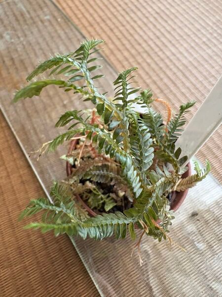 ④Selaginella sp. TYPE BLACK セラギネラ sp.タイプブラック