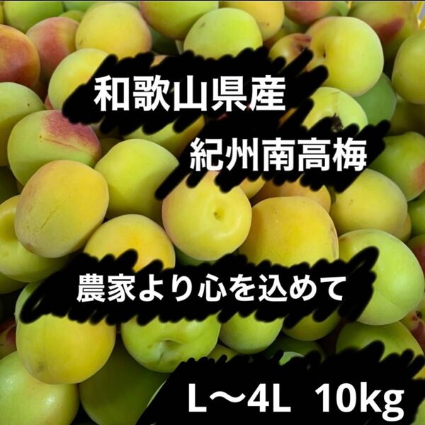 和歌山県産 紀州南高梅 訳あり L〜4L 箱込み約10kg以上