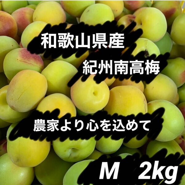 和歌山県産 紀州南高梅 Mサイズ 箱込み約2kg以上