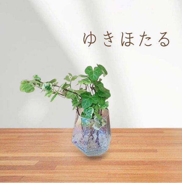 ③ゆきほたる 7苗