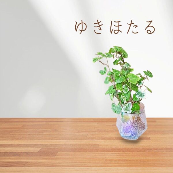 ①ゆきほたる 7苗