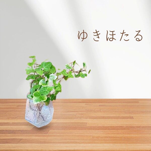②ゆきほたる 7苗