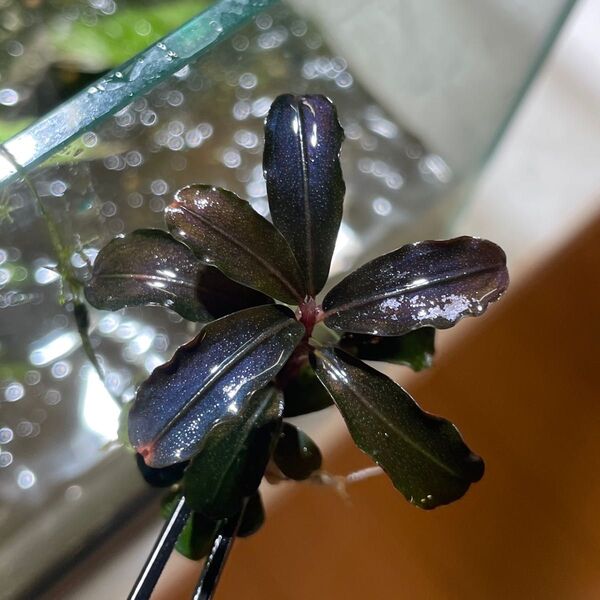Bucephalandra ブセファランドラ Kedagang round leaf カミハタ便 水中葉