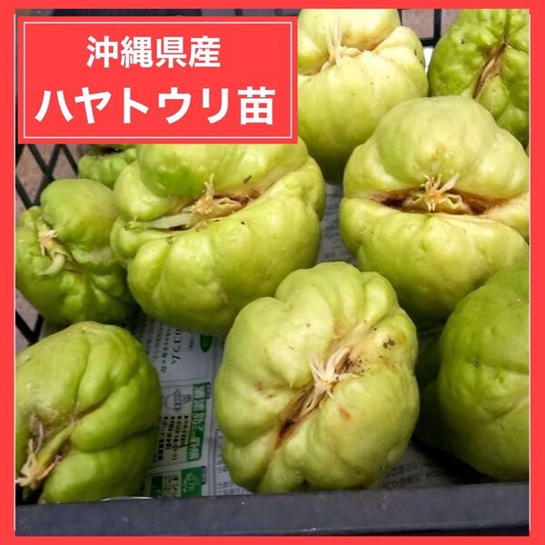 ハヤトウリ 種 苗 3個