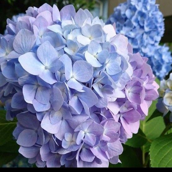 あじさい 紫陽花 アジサイ 挿し穂