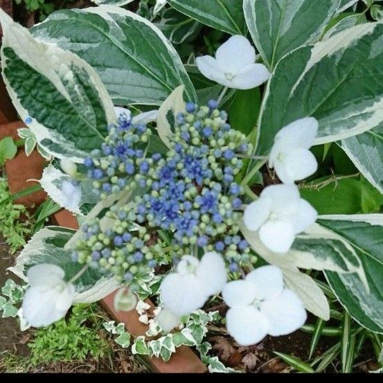 斑入りガクアジサイ あじさい 紫陽花 挿し穂
