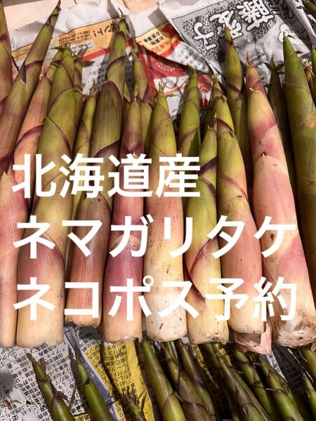 明日朝終了 ネマガリタケ 北海道ニセコ産