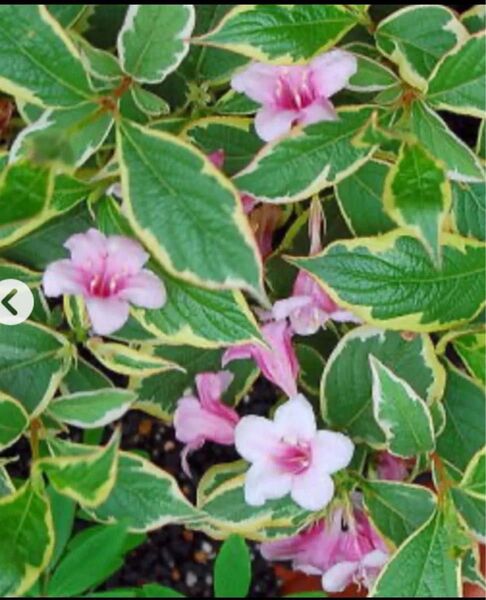 ウツギ 斑入り 挿木用 挿し穂 5本