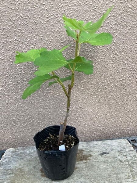 ◆◆ビオレソリエス(Viollette de Sollies) 結実確認済イチジク挿し木苗 無農薬、有機肥料栽培
