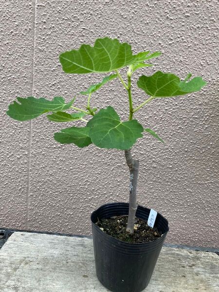 ◆画像更新0609◆ピエドブーフ(Pied de Boeuf) 結実確認済 イチジク挿し木苗 無農薬、有機肥料栽培 0328