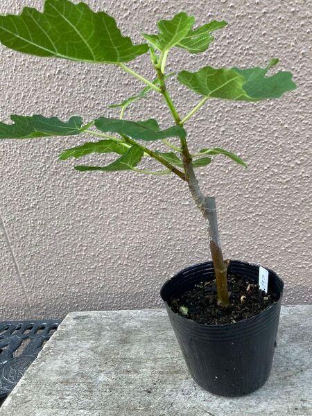 ◆画像更新0615◆ピエドブーフ(Pied de Boeuf) 結実確認済 イチジク挿し木苗 無農薬、有機肥料栽培 0328