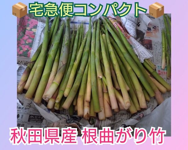 秋田県産 根曲がり竹 ねまがりたけ たけのこ 姫竹 天然 姫筍
